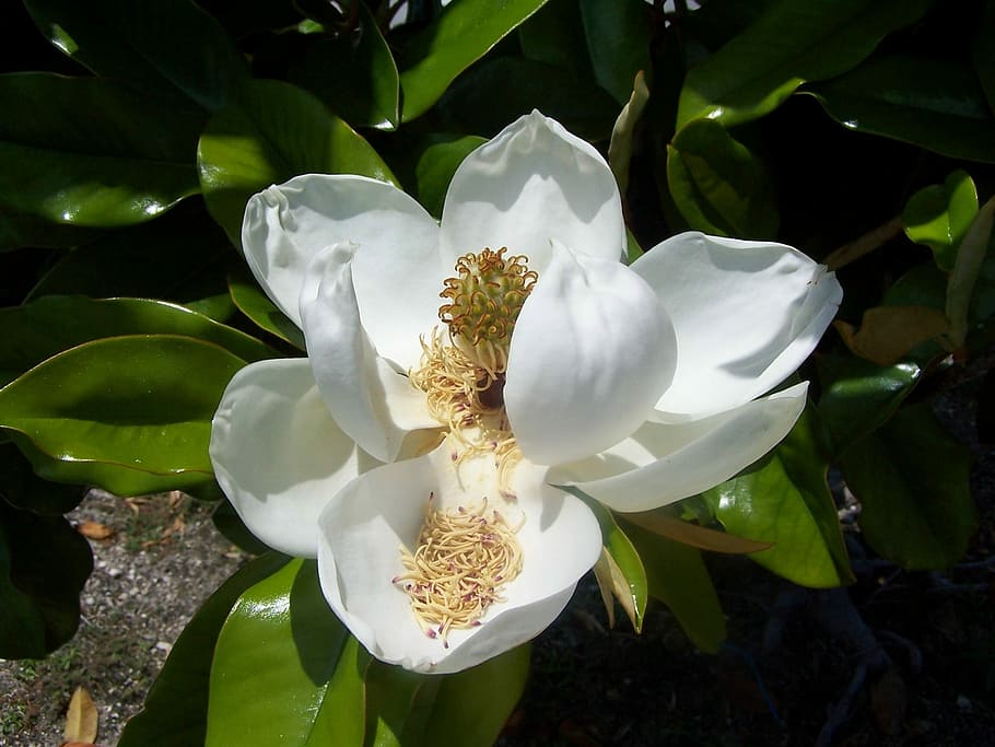 Florida, Flor, Magnolia, Floración, Naturaleza, botánica, pétalos, pétalo, color blanco, cabeza de flor