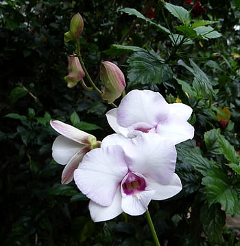 Foto Dendrobium - Pxfuel