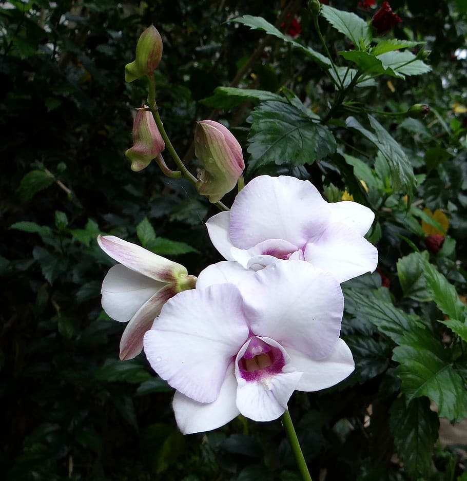 anggrek, bunga, berwarna merah muda, putih, dendrobium raja, dendrobium kingianum, orchidaceae, Callista kingiana, dendrocoryne kingianum, Flora