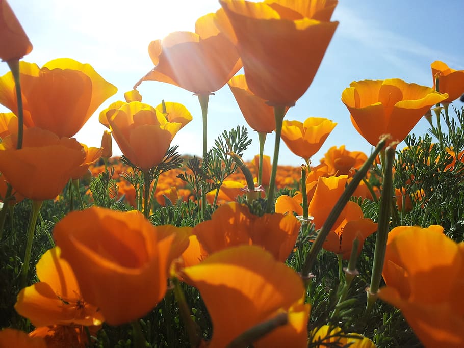 poppies, yellow, flowers, poppy, fields, plants, floral, blossoms, gardens, gardening