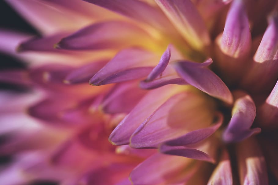 bunga krisan, tembakan Makro, krisan, bunga, alam, tanaman, close-up, daun bunga, warna pink, makro