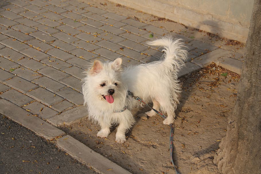 pets, diudiu, the user-le, user-music photography, white, dog, domestic, domestic animals, canine, mammal
