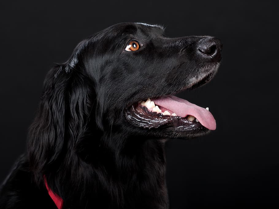 adulto, preto, fotografia de close-up retriever revestido de plano, cão, animal de estimação, cabeça de cachorro, animais de estimação, cor, canino, raça pura Cão