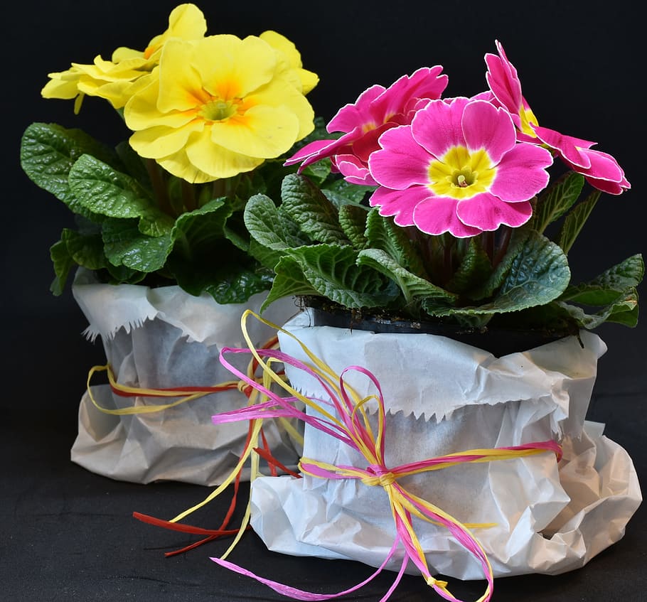 two, potted, pink, yellow, petaled flowers, primroses, primula vulgaris hybrid, violet, magenta, salmon