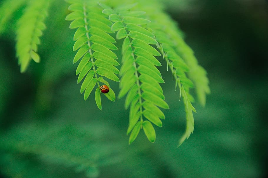 green, leaf, plant, nature, beetle, bug, insect, blur, plant part, green color