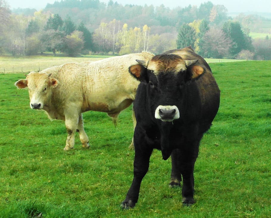 cows, black, white, are you looking at, what you wanted, grass, plant, mammal, group of animals, animal