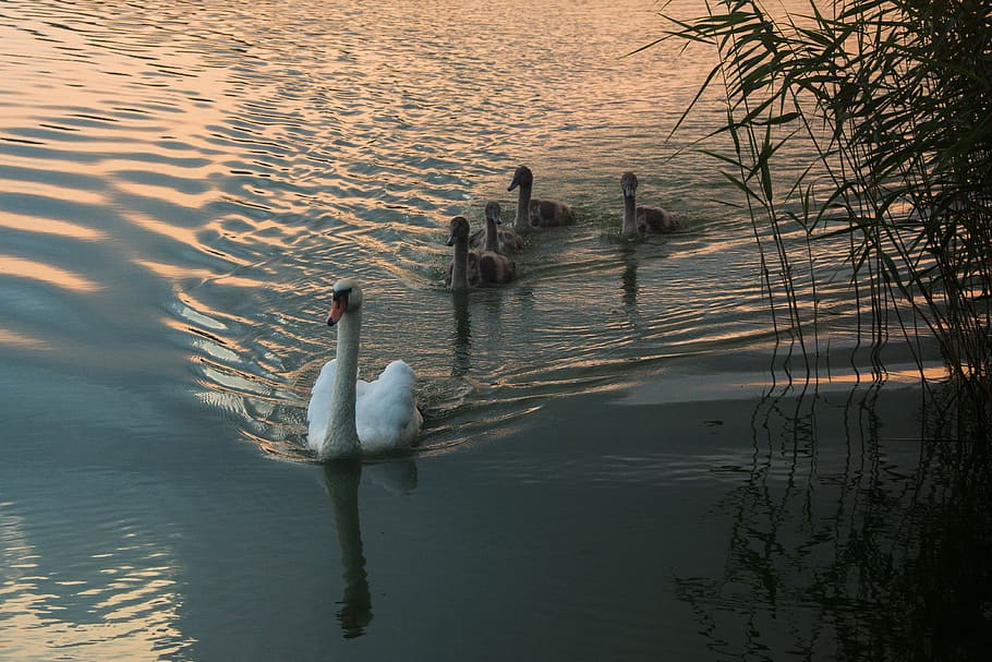 Swan, Bird, Animal, Nature, Pen, wild birds, lake, labadze, landscape, closeup