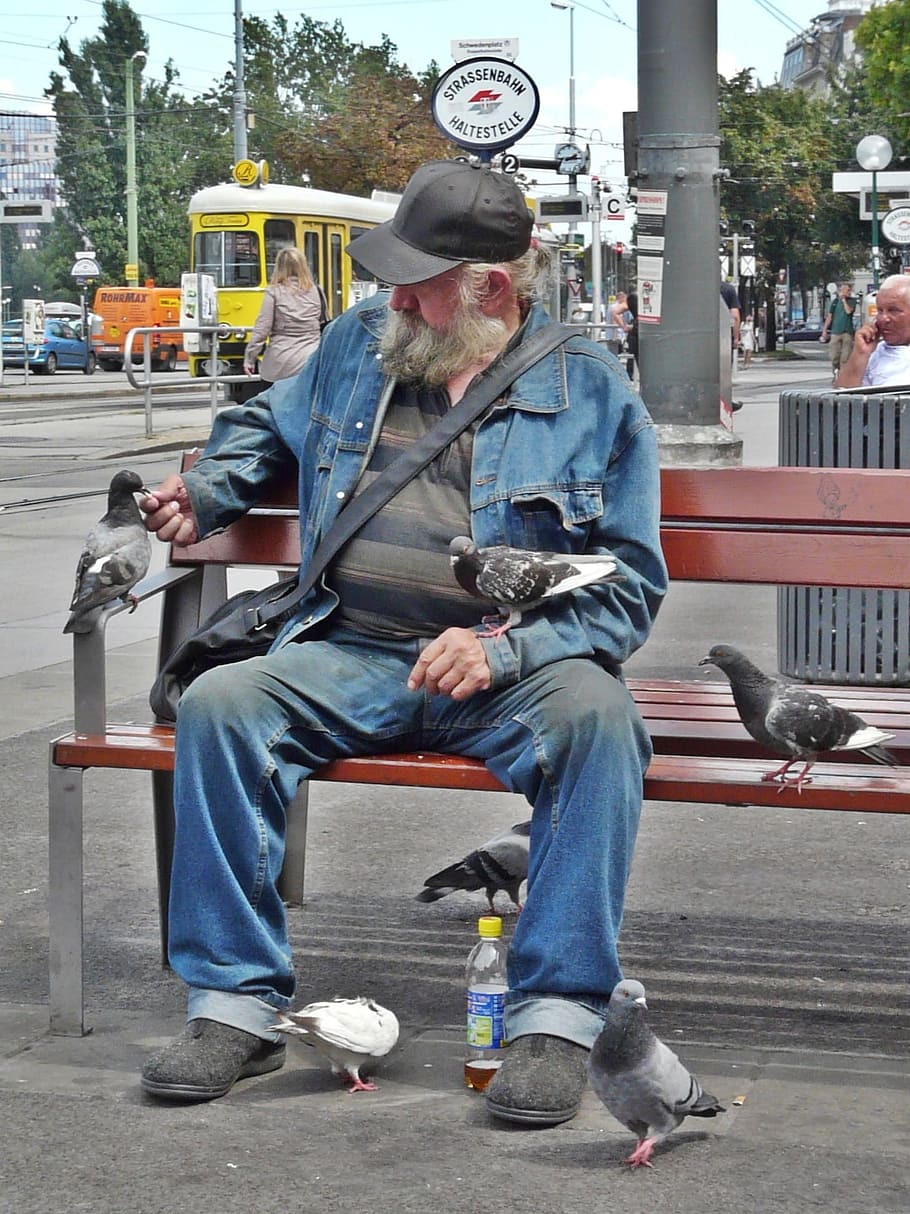 sits, brown, wooden, bench, feeding, birds, Beggars, Penner, Man, Human