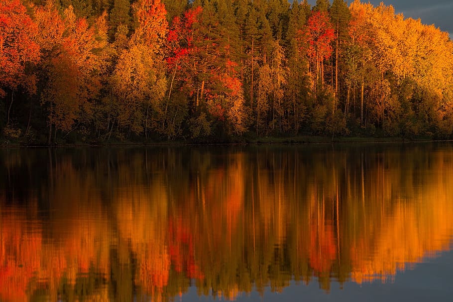 water, reflect, photography, trees, river, autumn, forest, tree, reflection, lake