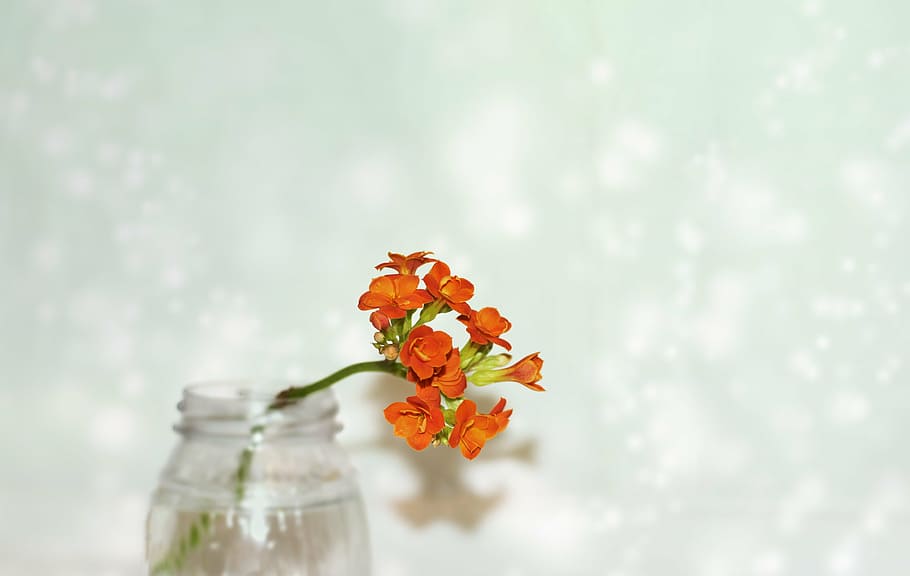 orange, petal flower, clear, glass jar, macro, kalanchoe, flower room, orange flower, studio shot, flower