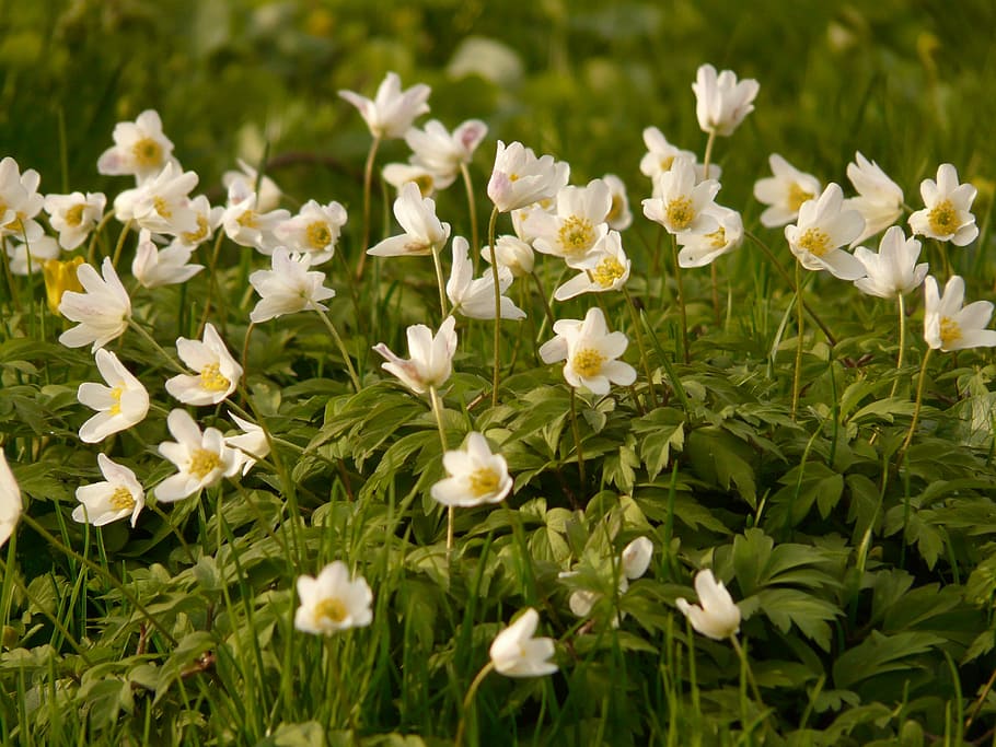 ウッドアネモネ アネモネ Hahnenfussgewachs 花 植物 白 庭 自然 成長 草 Pxfuel