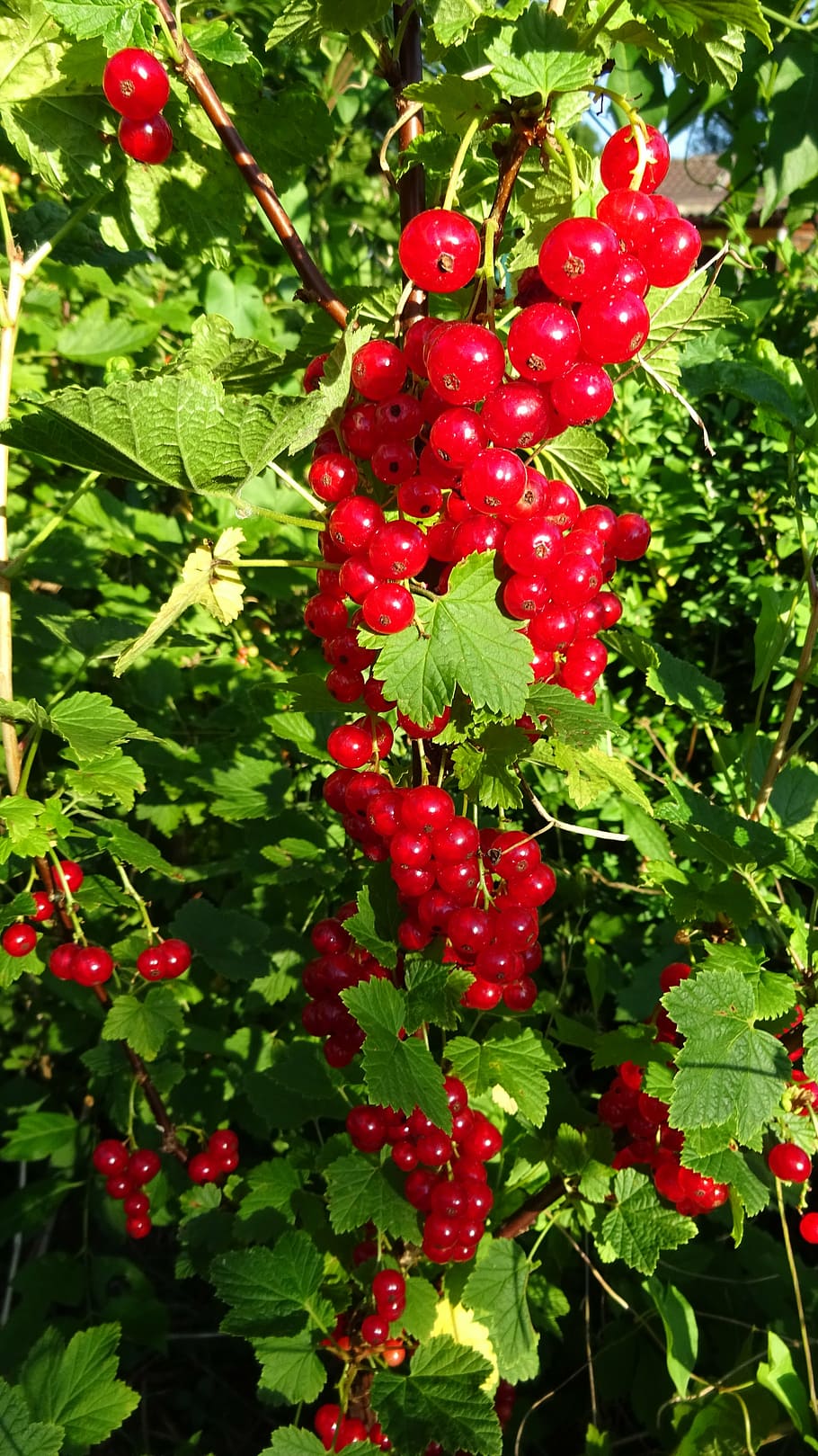 currants, red currant, red, gooseberry greenhouse, bush, ribes, blood currant, ribes aureum, branch, ornamental shrub