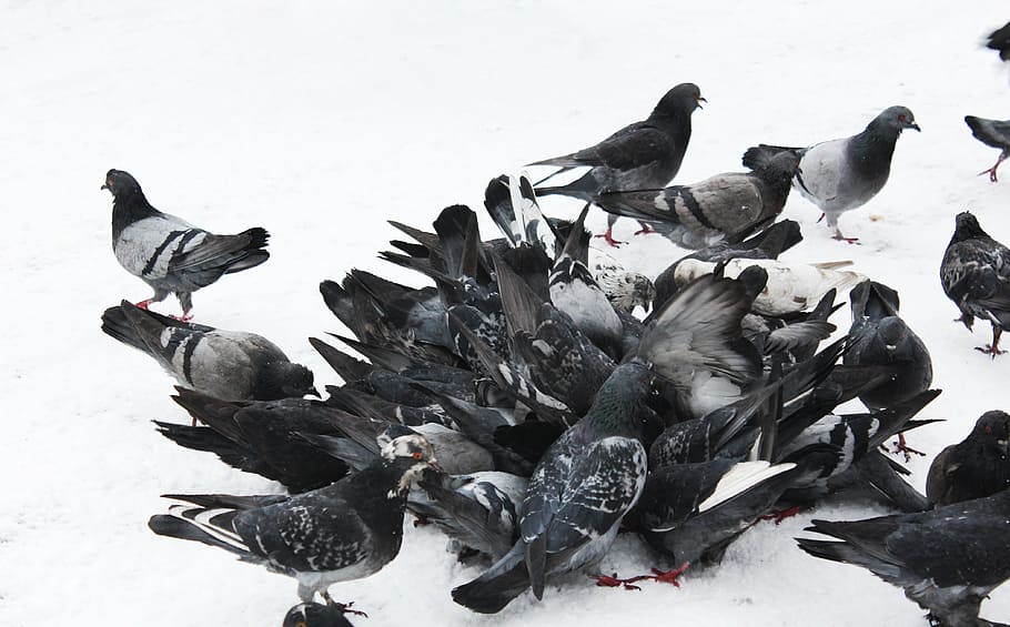 pigeons, birds, blue grey pigeons, feathered race, wire, wild pigeons, snow, cold, winter, frost