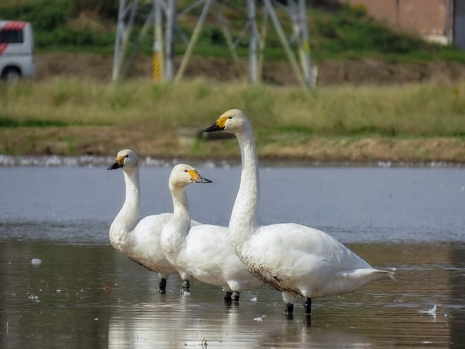 campo de arroz, água, ave, pássaros selvagens, cisne, família, pai ou mãe, sazonal, outono, paisagem