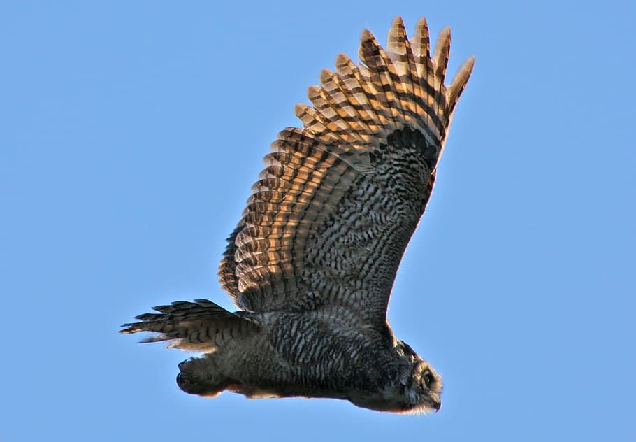 black, brown, owl, flying, sky, daytime, great horned owl, portrait, bird, wildlife