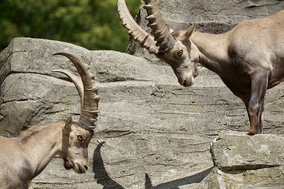 ibex, male, horned, mammal, nature, horns, capricorn, alpine, mountains, alpine ibex