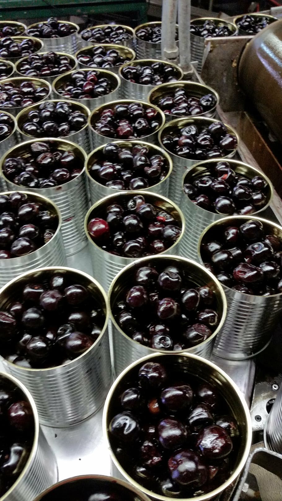 cherry, produce, food, canning, processing, process, canned fruit, canned, conveyor belt, conveyor