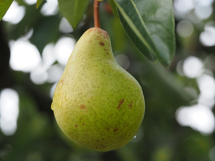 pear, fruit, fruits, ripe, healthy, harvest, food, macro, bio, green yellow