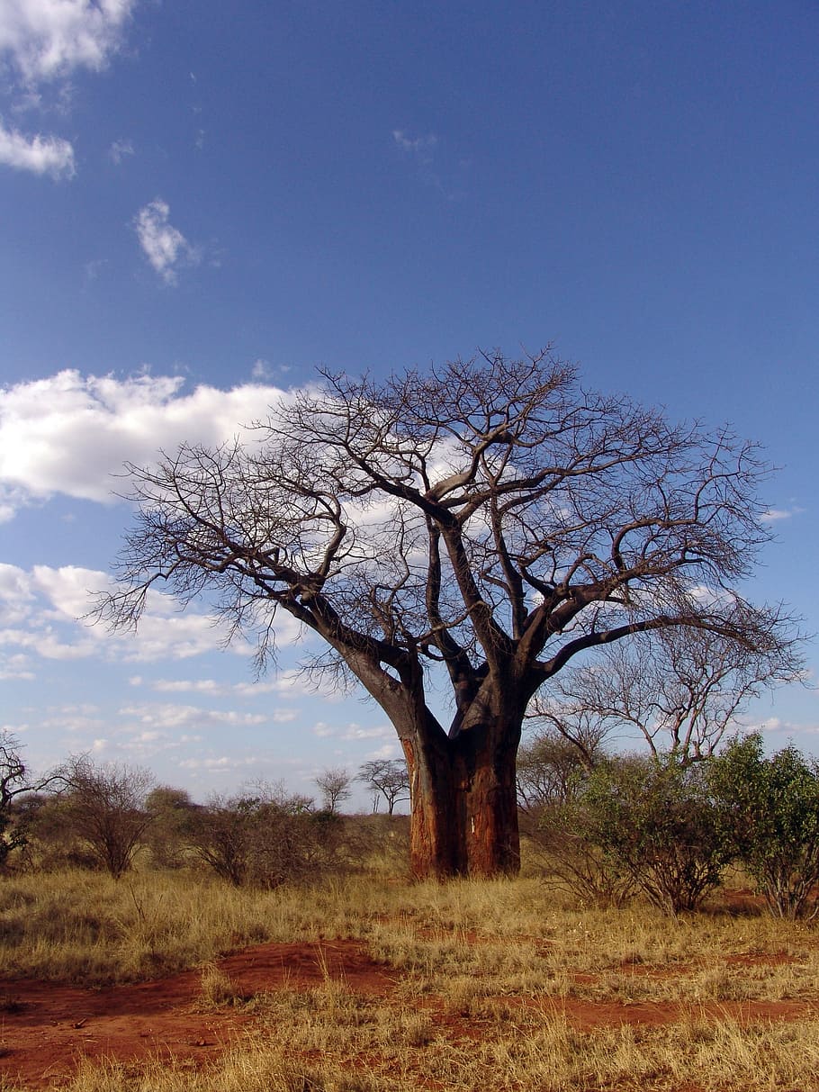baobab, afrika, dino baobab, pohon, alam, pemandangan, langit, tanaman, ketenangan, tanah
