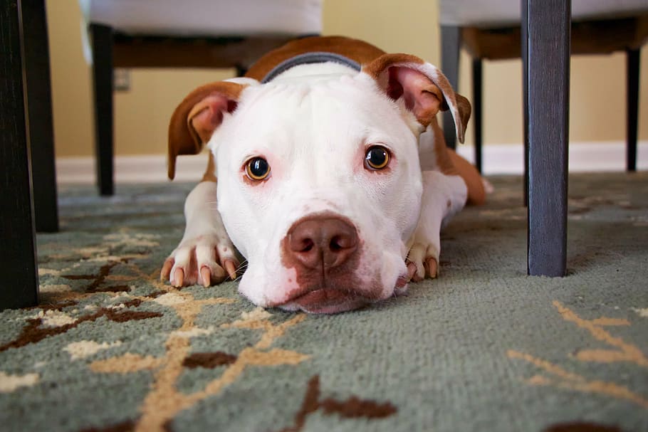 adulto, bronceado, blanco, American Pit Bull Terrier, silla de comedor, perro, cara, concentración, lindo, canino