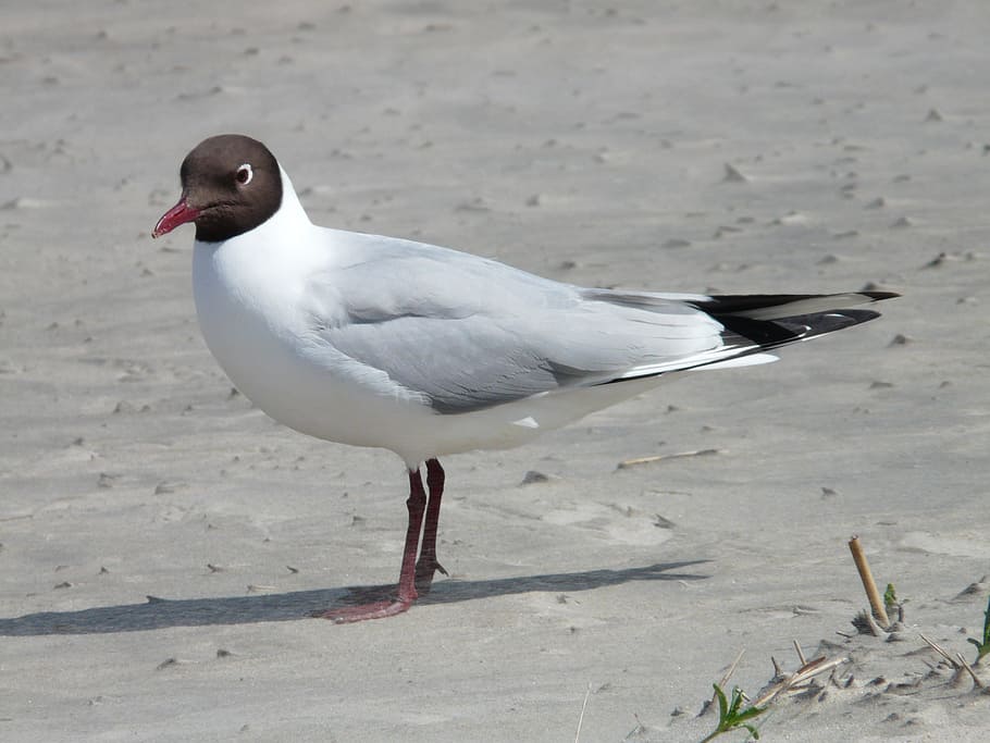 black headed gull, seagull, bird, chroicocephalus ridibundus, larus ridibundus, water bird, species, laridae, gull species, funny