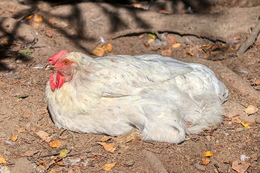 pollo, blanco, huevo, granja, animal, aves de corral, gallina, naturaleza, fresco, proyecto de ley