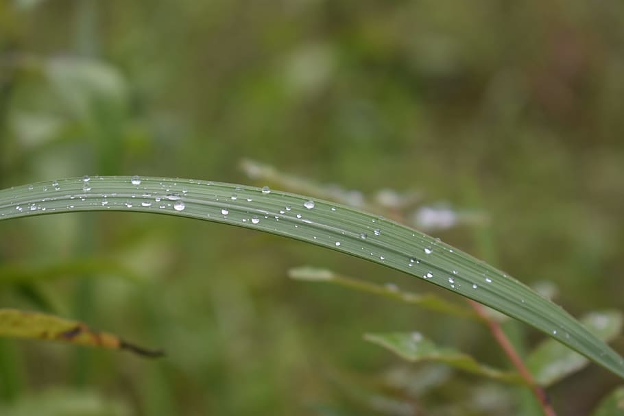 dew, reed, waterdrop, morning, grass, nature, outdoor, fresh, water, drop