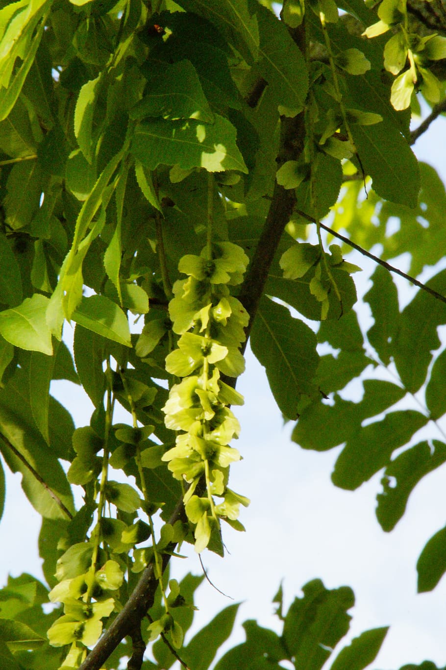 wing nut, pods, fluegelfruechte, walnut crop, tree, green, deciduous tree, leaf, plant part, plant