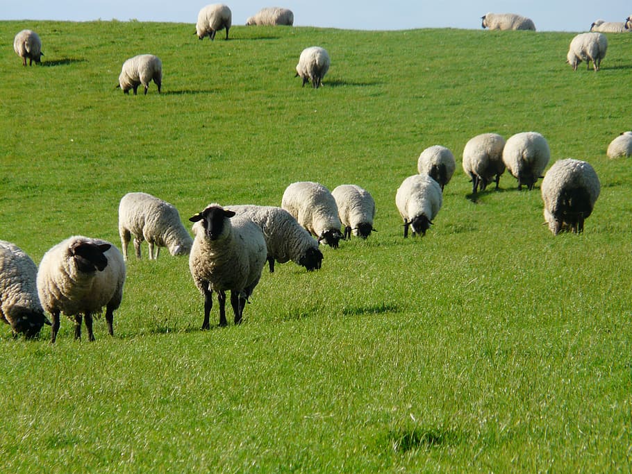 flock of sheep, sheep, rhön sheep, dike, meadow, grass, north sea, landscape, idyll, rest