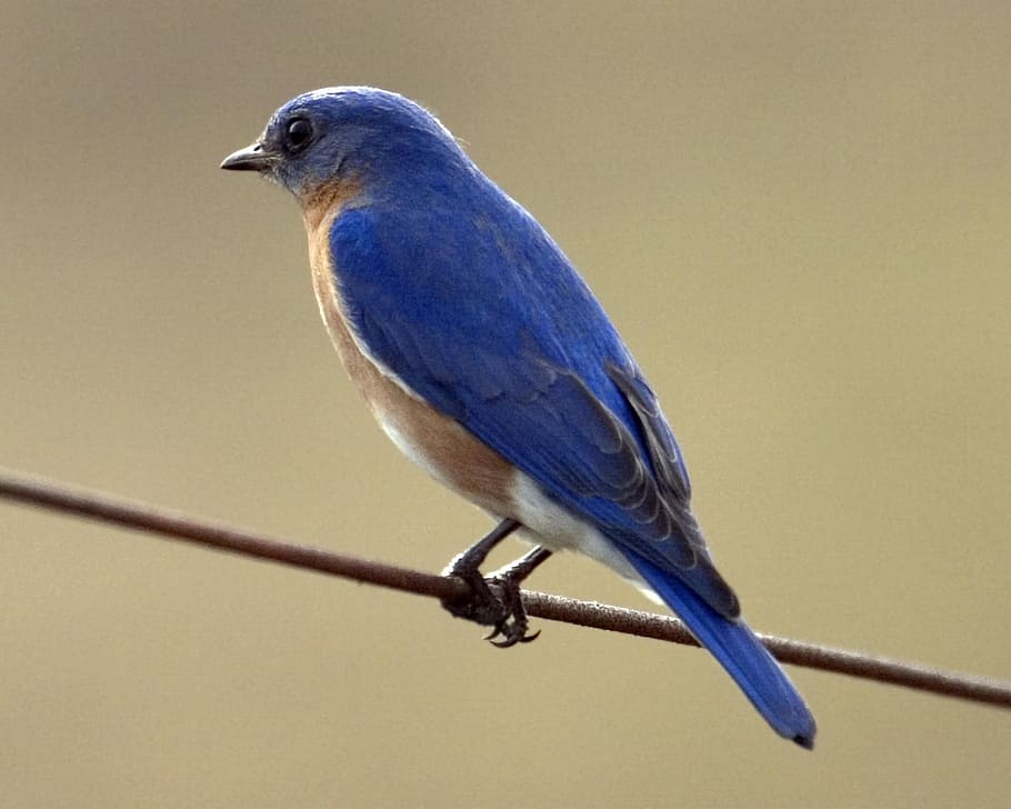 blue, bird perching, brown, rope, Eastern Bluebird, Bird, Wire, perched, wildlife, nature