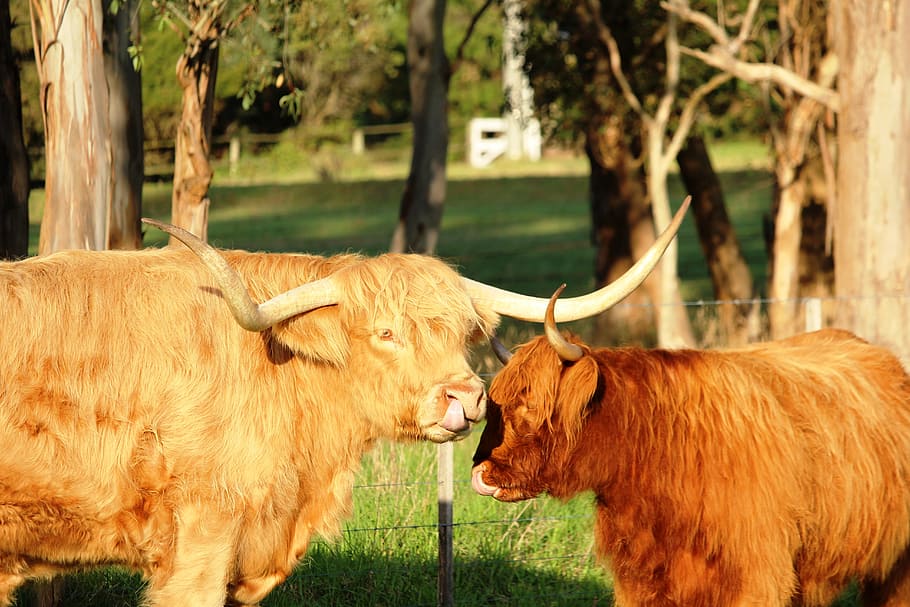 cow, cows, cattle, longhair, long, hair, longhorn, horn, horns, mammal