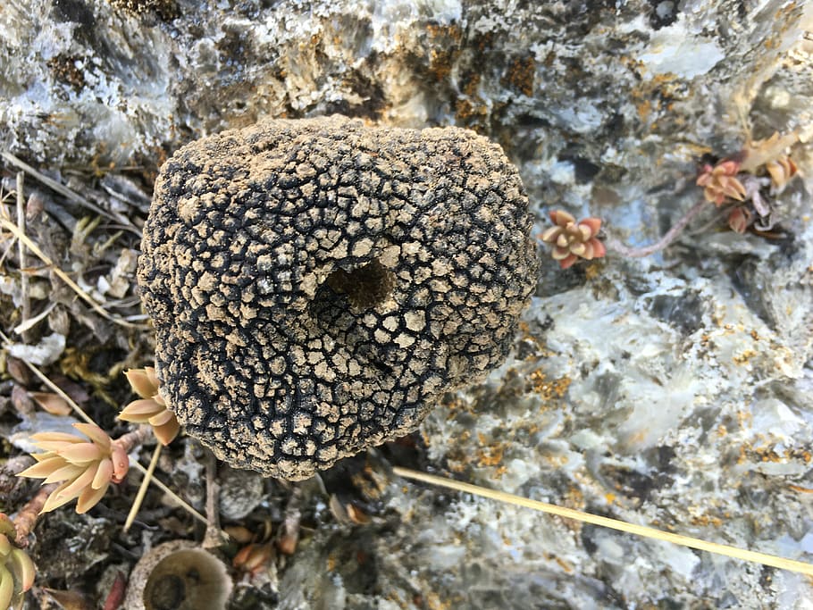 Truffle, Nature, Stone, Sicily, close-up, day, outdoors, fragility, mushroom, fungus