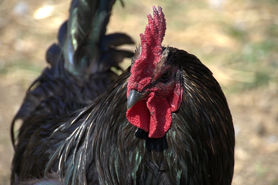 hahn, animal, black, farm, nature, feather, rooster head, poultry, bird, animal themes