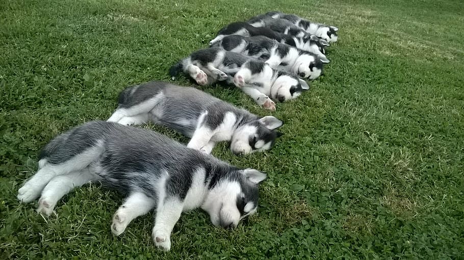 siberian, husky, puppy litter, lying, green, grass field, daytime, puppies, puppy, dog