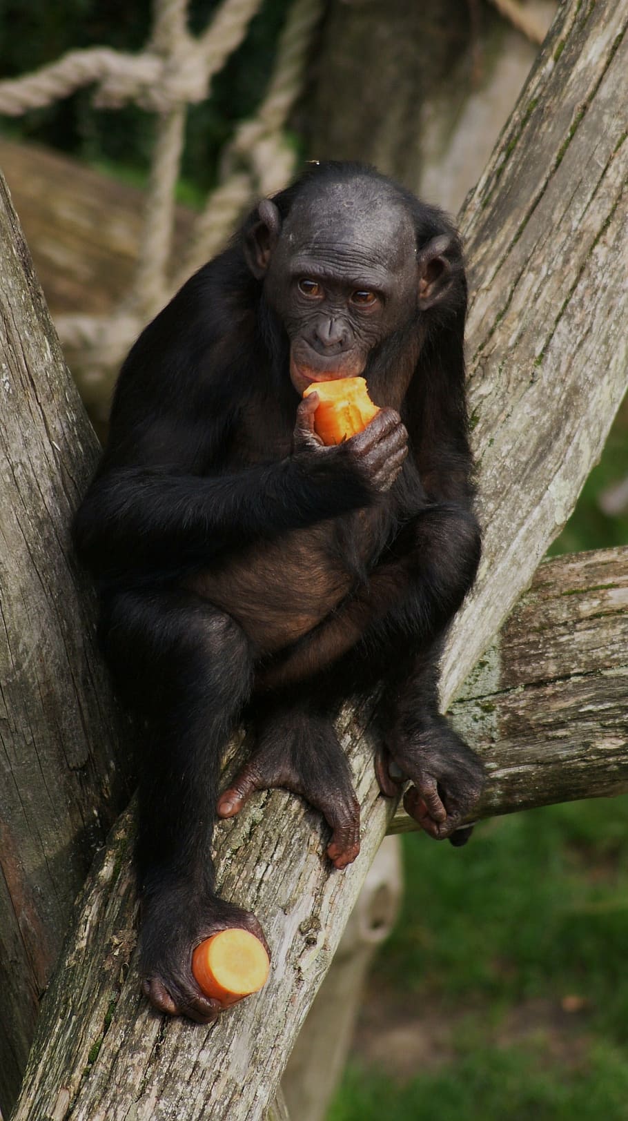 bonobo, monkey, primate, eating, wildlife, chimpanzee, mammal, nature, chimp, eyes