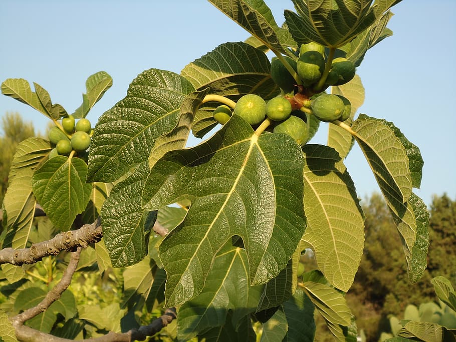 fig tree, figs, fruits, tree, south italy, sun fruits, leaf, plant part, plant, green color