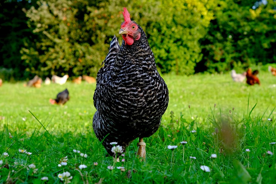 selective, focus photography, black, hen, chicken, poultry, animal, bird, plumage, happy hens