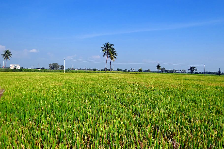Rice Fields, Gangavati, Karnataka, India, gangavati, karnataka, paddy, rice paddy, agriculture, rice, farming