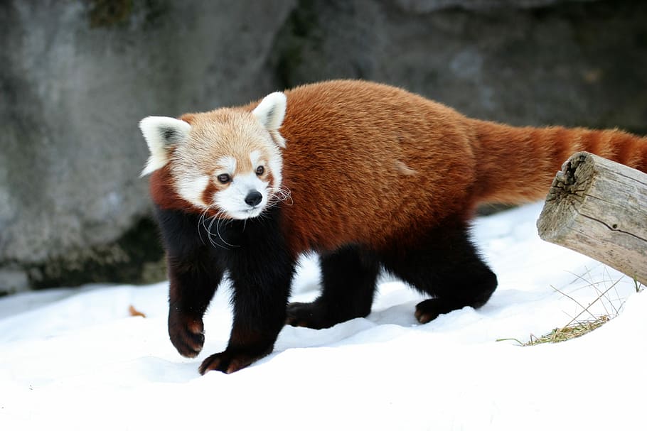 red, panda, walking, snow, red Panda, cat-bear, looking, zoo, mammal, wildlife