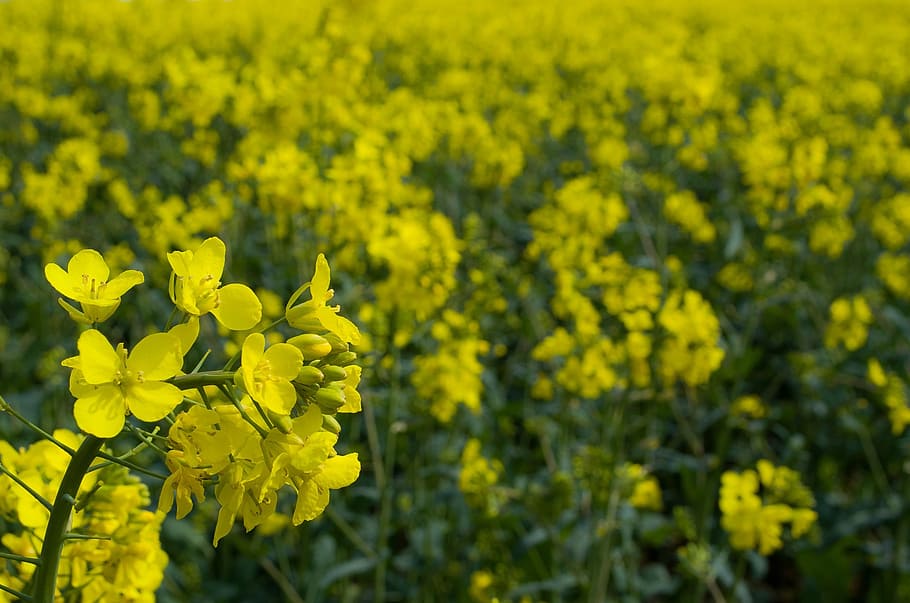canola, field, agriculture, season, flower, yellow, spring, background, flowering plant, beauty in nature