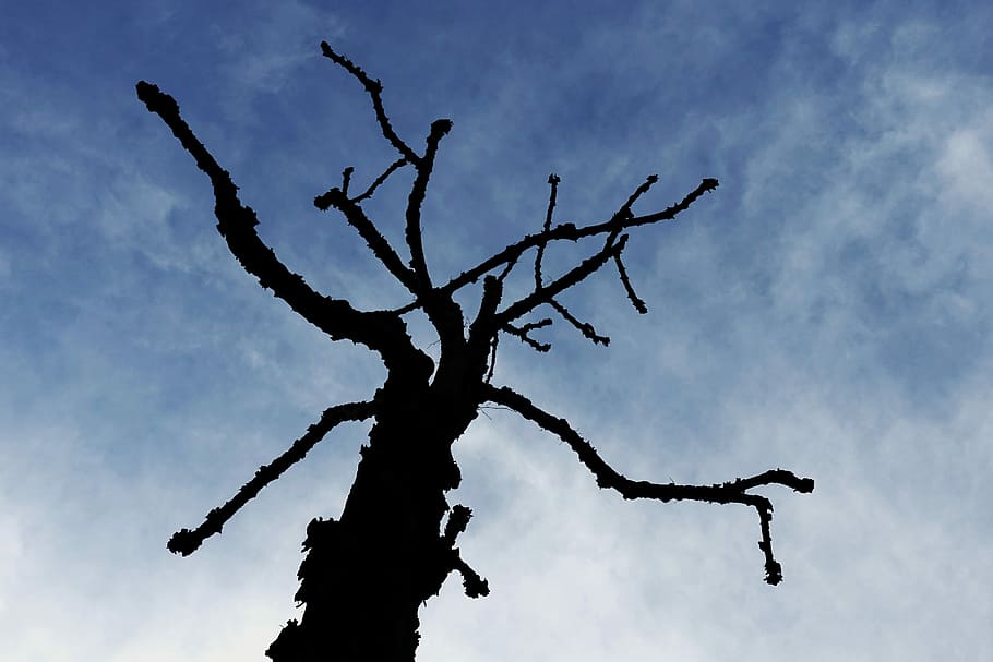 Tree, Silhouette, Menace, Threat, menacing, threatening, spooky, outline, sky, black
