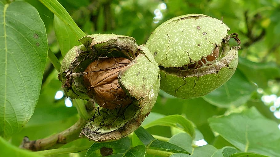 brown, seed, inside, green, fruit, tree, walnuts, walnut, tree nut, eat