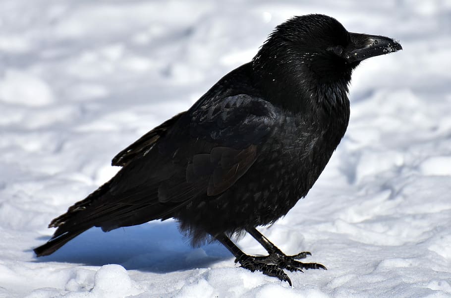 black, crow, standing, ice, covered, surface, animal, common raven, raven, snow