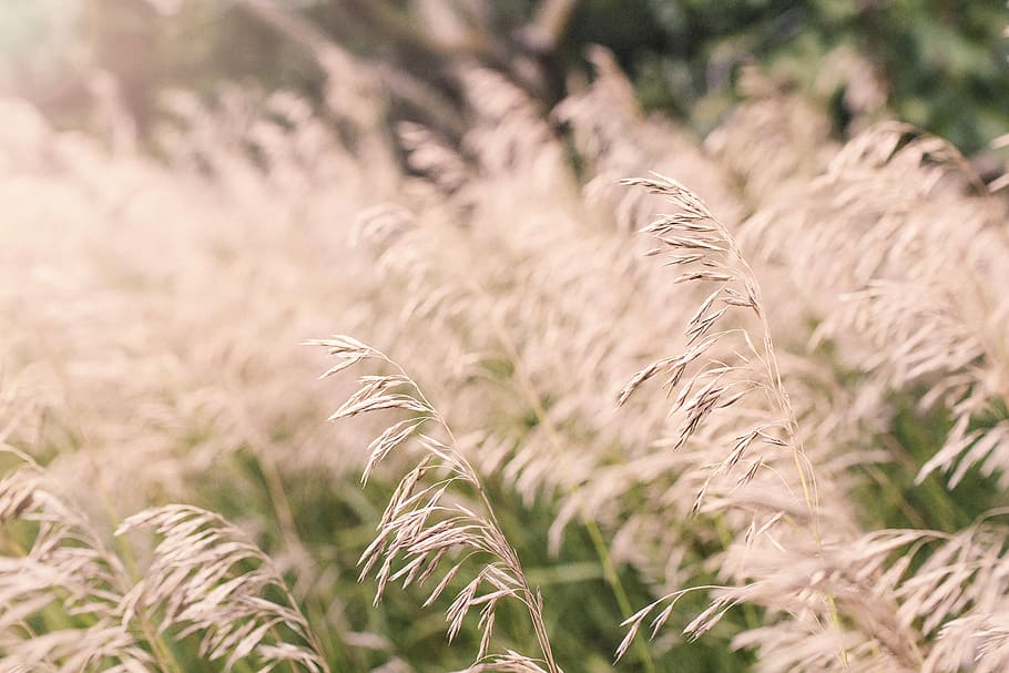 selective, focus photo, grass, selective focus, nature, lazy, wheat, field, summer, sunny