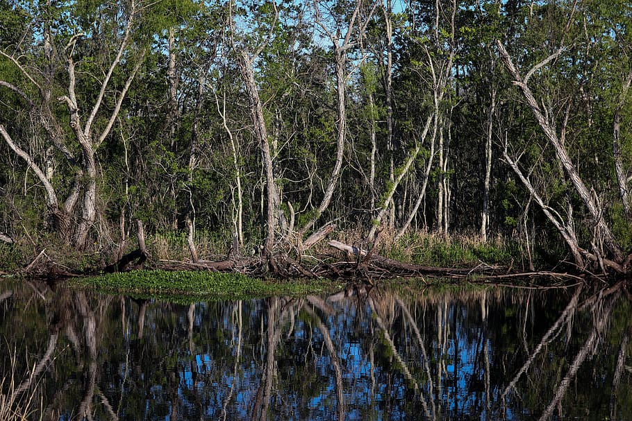 louisiana, swamp, bayou, marsh, landscape, wetland, water, tree, plant, reflection