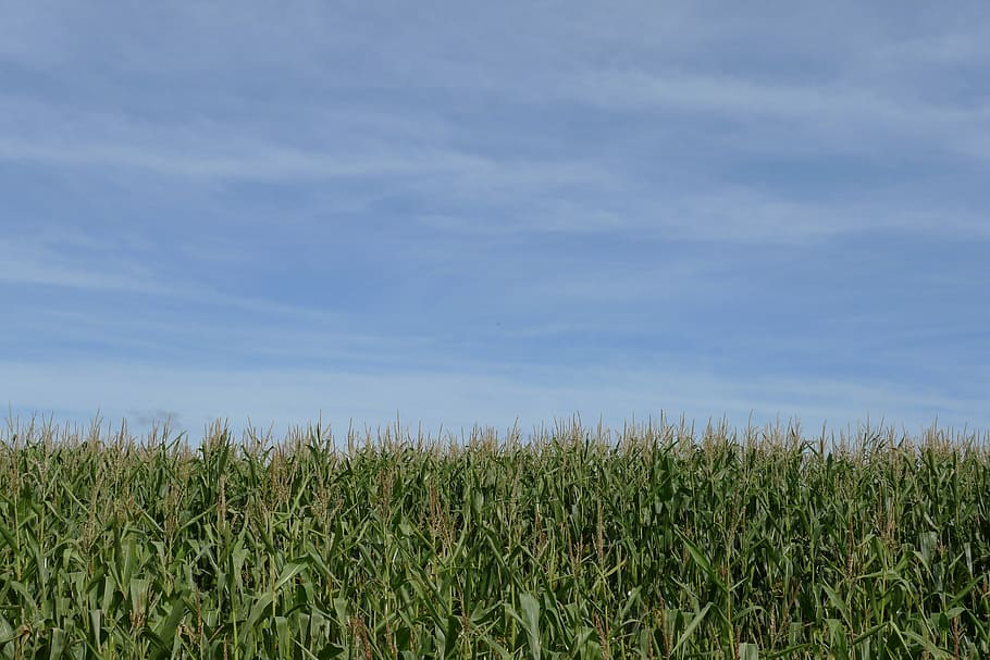 grassfield during daytimne, crop, corn, maize, sky, empty, blue, green, food, field