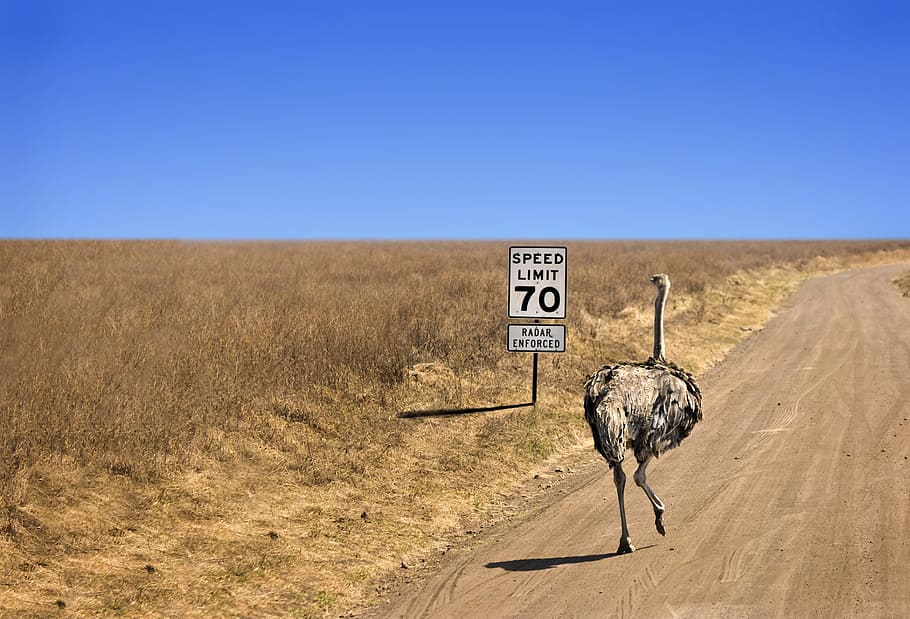 emu, savannah, drought, desert, wild, bird, safari, sign, road, animal