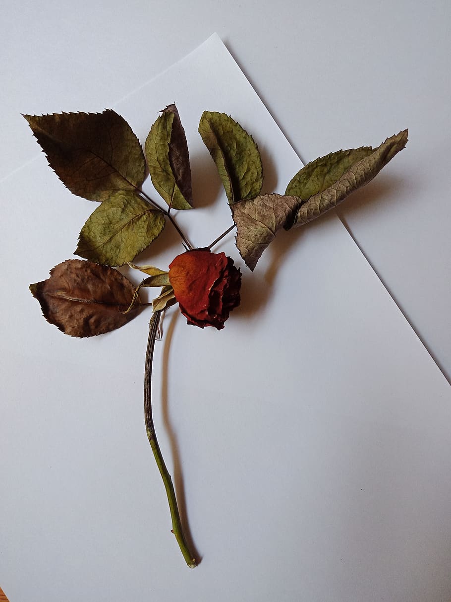 rose, old rose, flower, withered flower, red rose, nature, lockscreen wallpaper, plant part, leaf, indoors