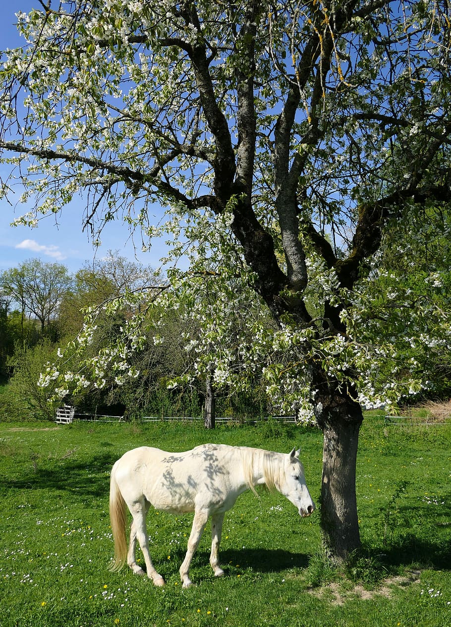 branco, cavalo, ao lado, árvore, cereja, sombra, animal, adormecido, planta, mamífero