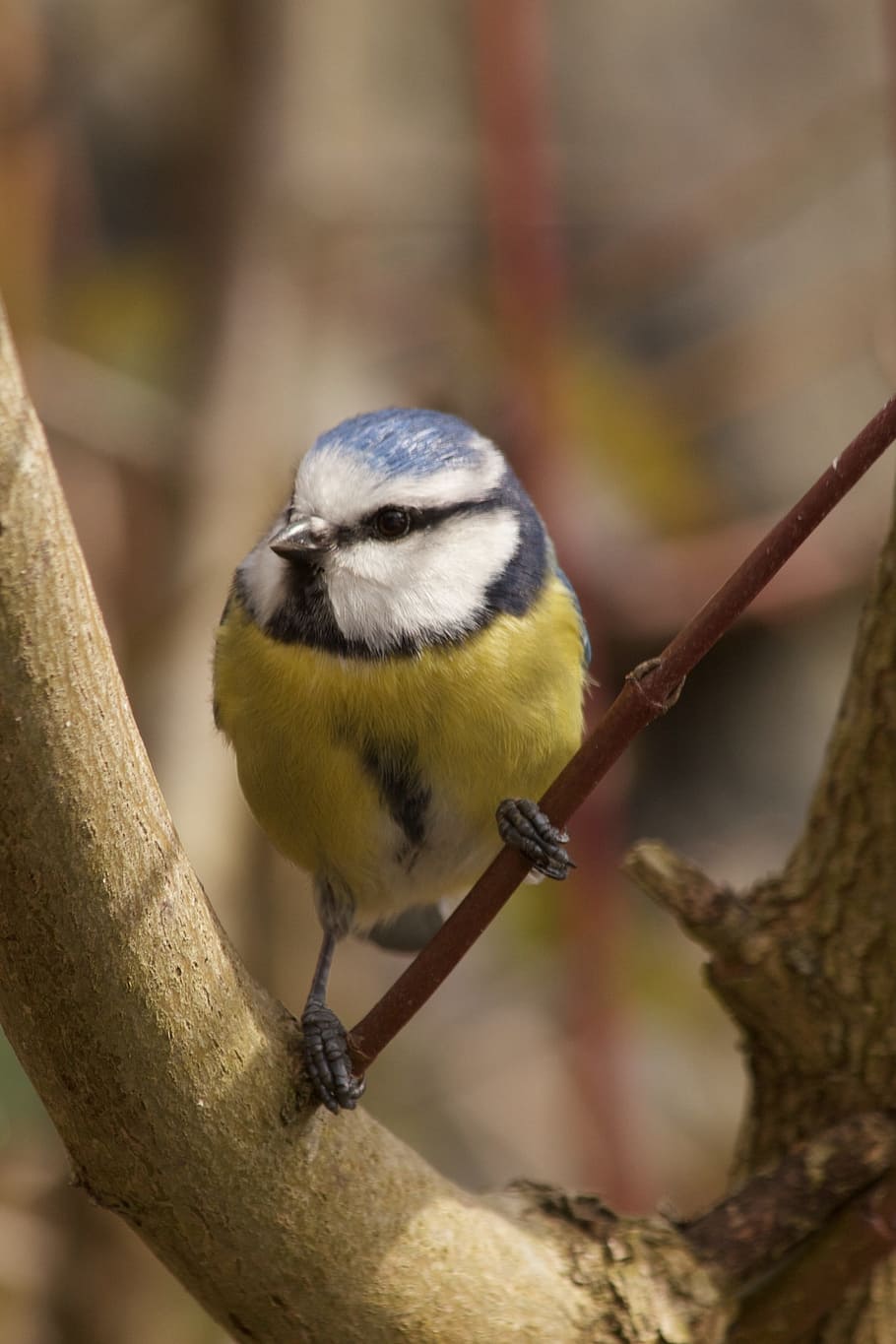 Blue Tit, Spring, Bird, Animal, Nature, animal world, tit, wildlife, branch, outdoors